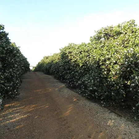 Con Piscina Junto A Sevilla * مايرينا ديل ألكور